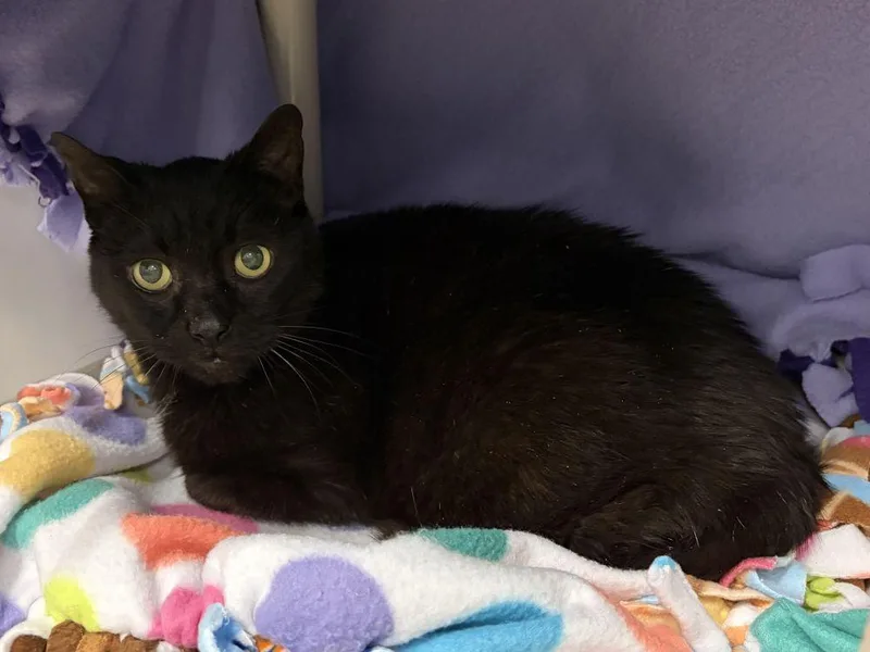 A senior small-sized male Black Domestic Medium Hair cat named Little Little for adoption in Alexandria, VA