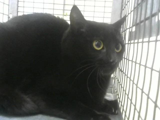 A young small-sized female Domestic Short Hair cat named Salsa for adoption in Loveland, CO