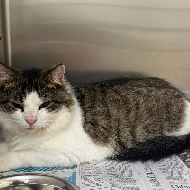 An adult medium-sized male Domestic Medium Hair cat named Nacho for adoption in Winston-Salem, NC