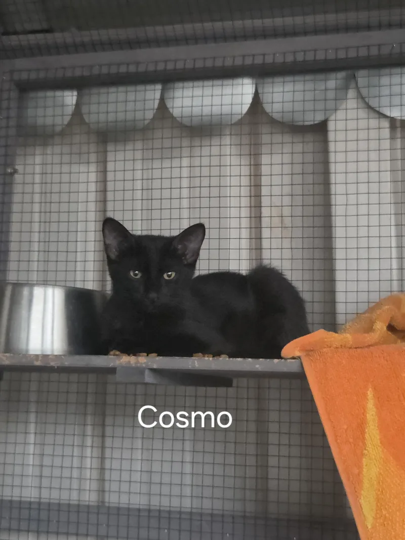 Cosmo