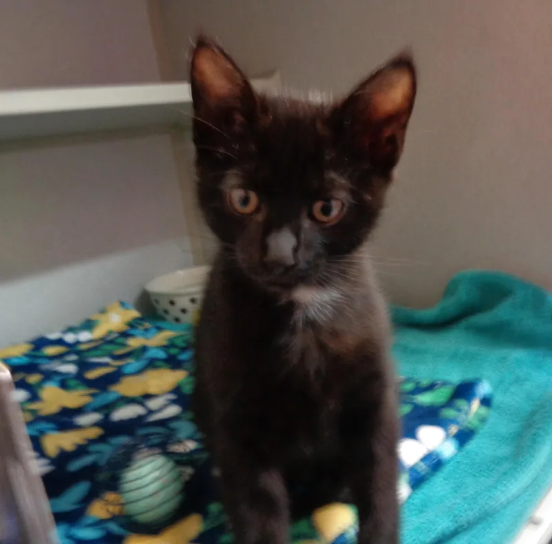 A baby small-sized male Black Domestic Short Hair cat named Wynken for adoption in Delhi, NY