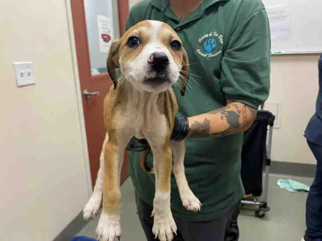 A baby medium-sized female Hound dog named Sauron for adoption in Bonita, CA