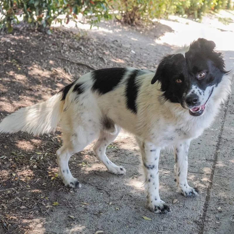 An adult medium-sized male White / Cream Border Collie dog named Boomer for adoption in Point Richmond, CA