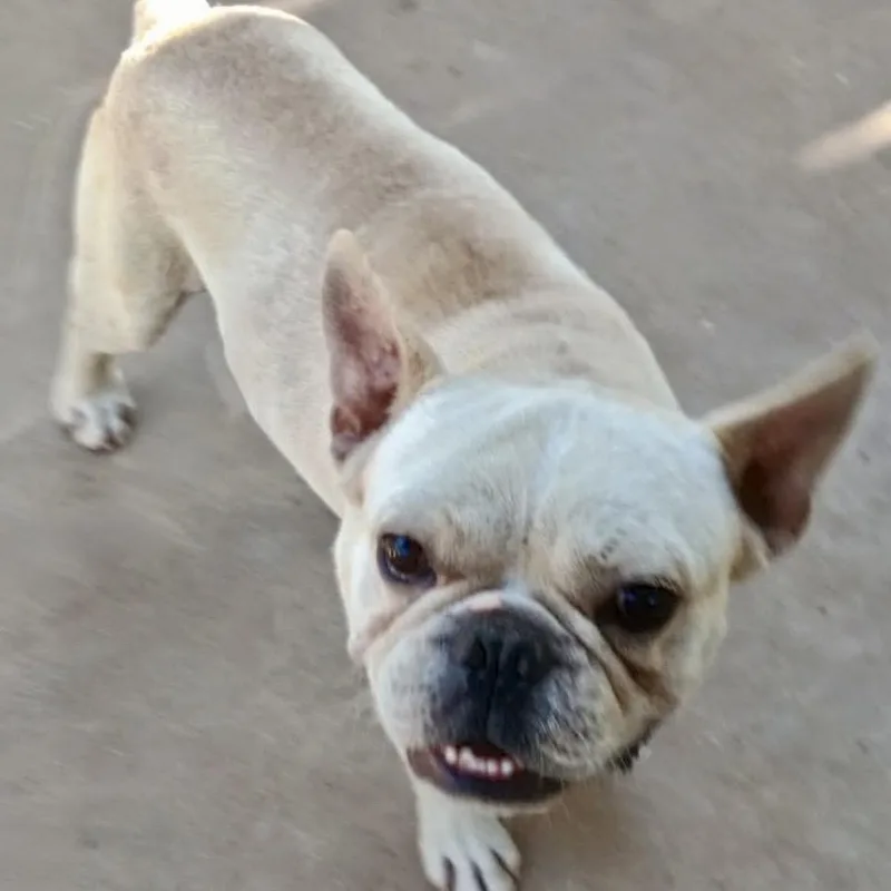 An adult small-sized male Yellow / Tan / Blond / Fawn French Bulldog dog named Mr. Bean for adoption in Amarillo, TX
