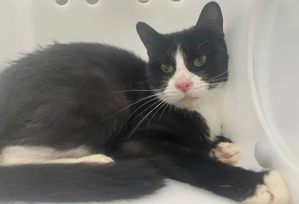 A young medium-sized female Domestic Short Hair cat named Red for adoption in Staten Island, NY