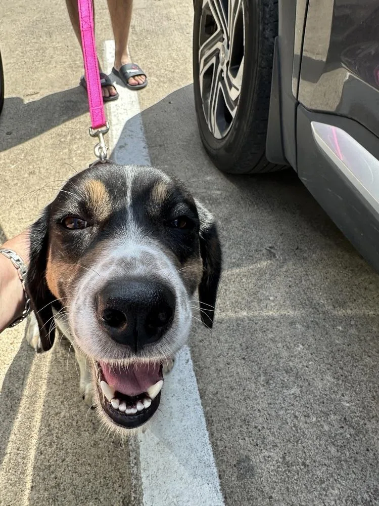 A young medium-sized female Tricolor (Brown, Black, & White) Beagle dog named Tulip Snout for adoption in Richardson, TX