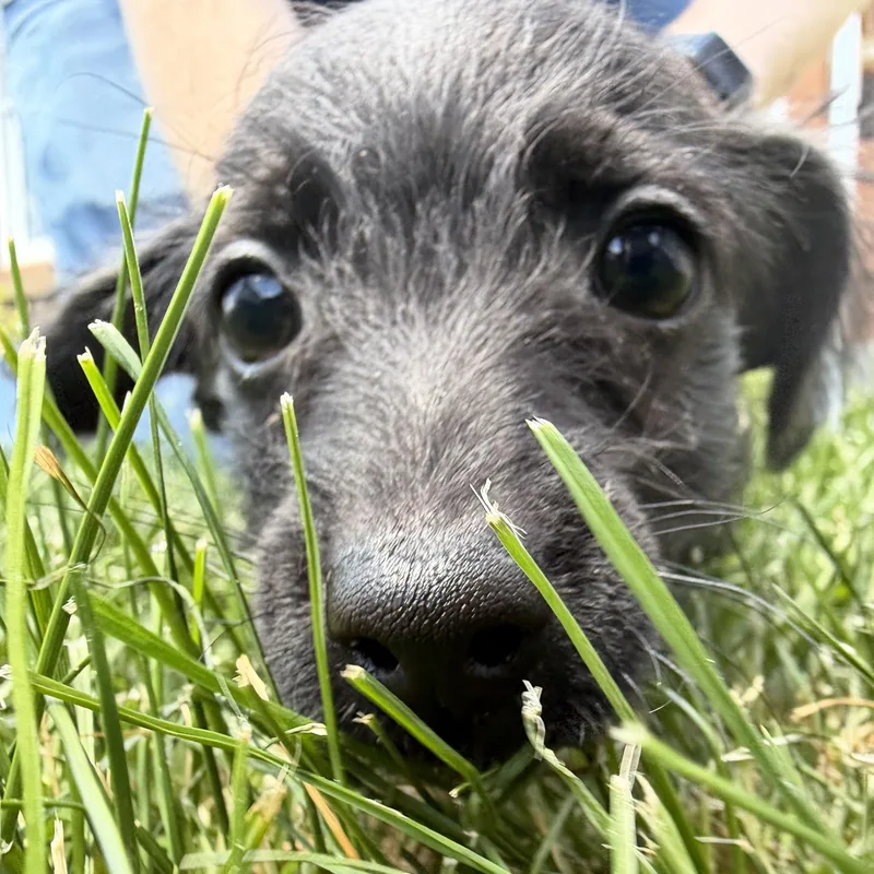 A baby small-sized male Black Poodle dog named John for adoption in Latrobe, PA