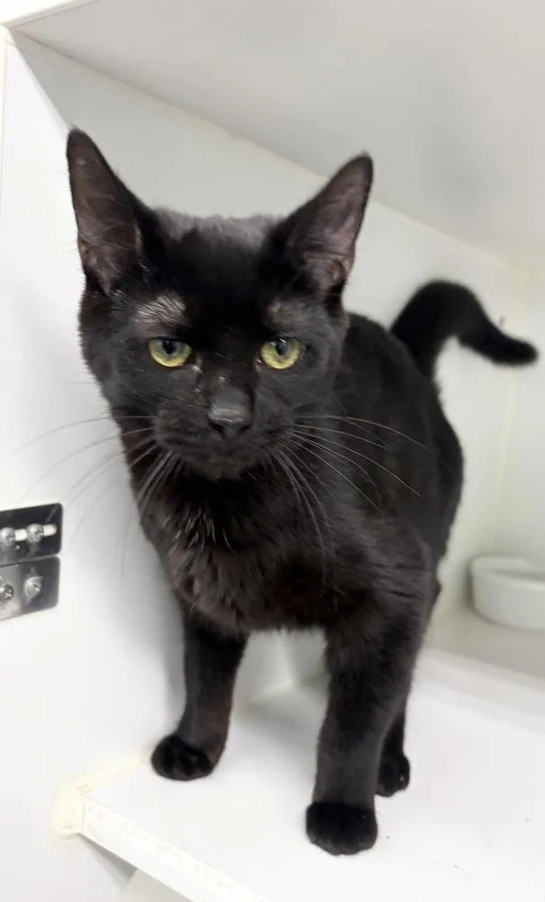 A young medium-sized female Black Domestic Short Hair cat named Pancake for adoption in Rochester, IN