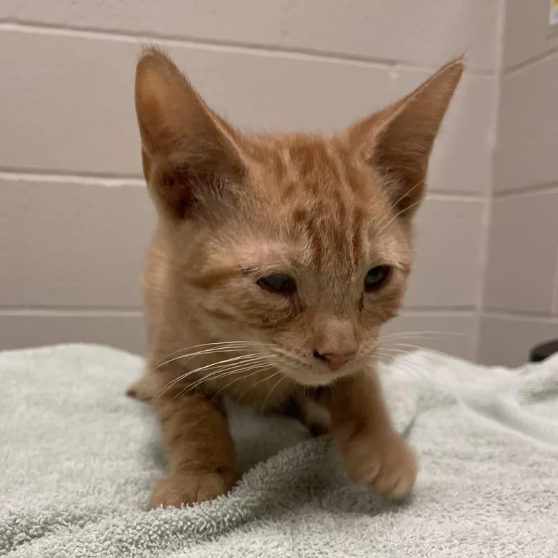 A baby small-sized female Orange / Red Domestic Short Hair cat named Snickerdoodle for adoption in Bristol, IN