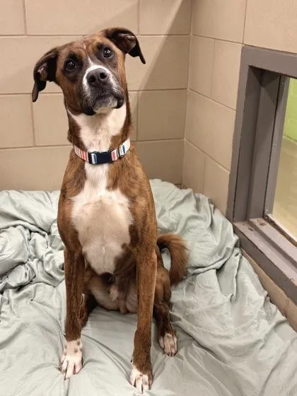 A young small-sized male Terrier dog named Shape for adoption in Knoxville, TN