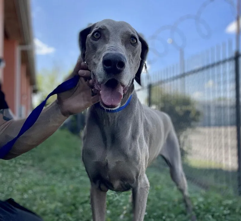 A senior large-sized female Weimaraner dog named Katie for adoption in Dallas, TX