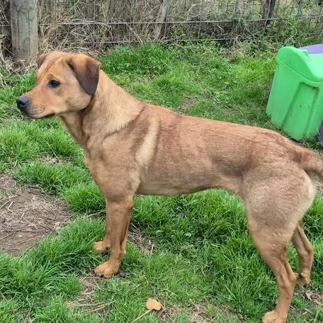 An adult medium-sized female Red / Chestnut / Orange Pit Bull Terrier dog named Bonnie for adoption in Dover, AR