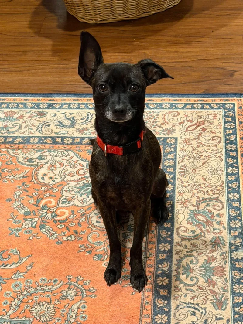 An adult small-sized male Brindle Chihuahua dog named Courage for adoption in Eugene, OR