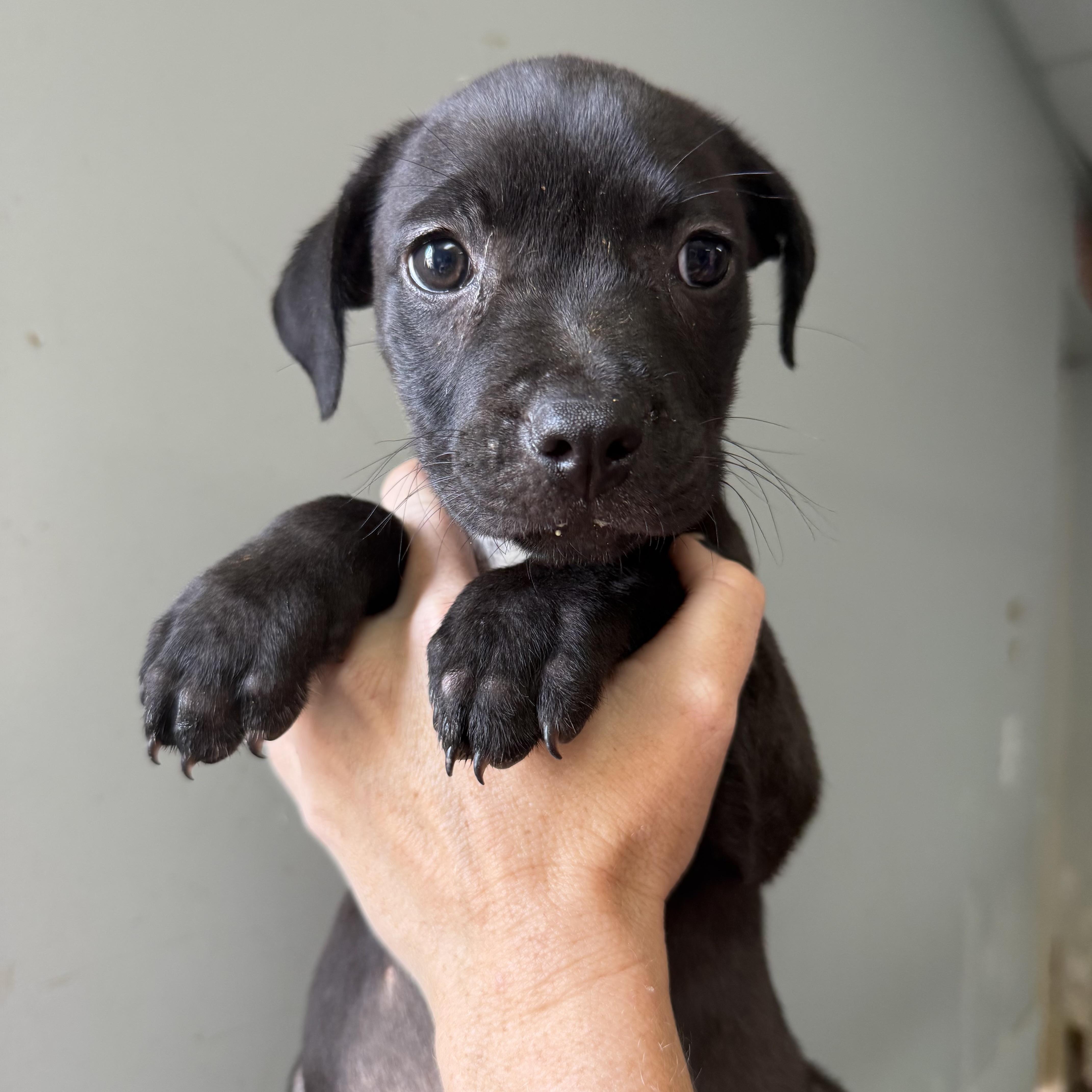 A baby medium-sized female Mixed Breed dog named Boston Creme for adoption in Columbia, SC