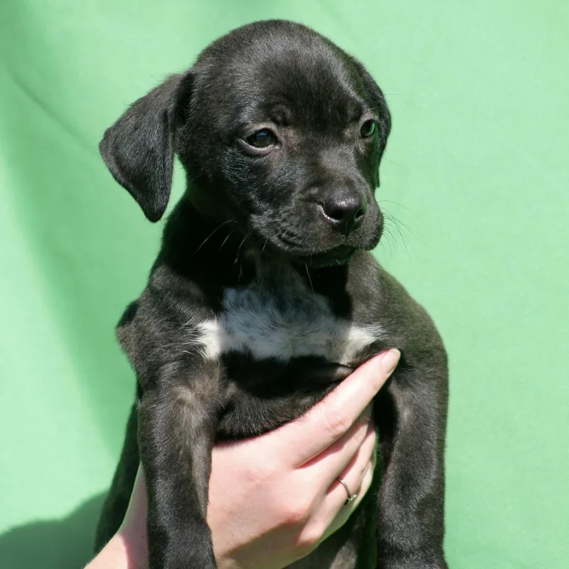 Boston Creme thumbnail 2