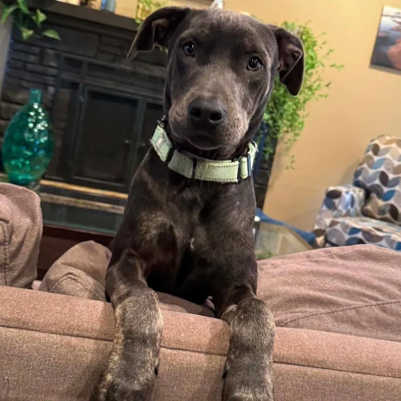 A young large-sized female Gray / Blue / Silver Pit Bull Terrier dog named Nova for adoption in Centralia, WA