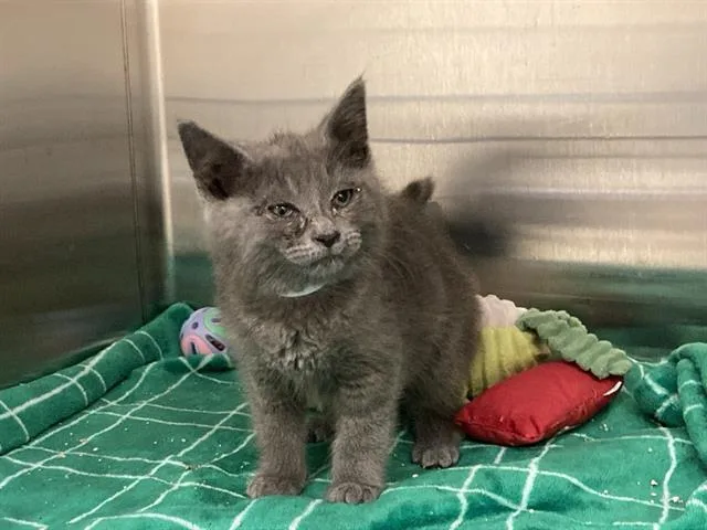 A baby small-sized female Domestic Short Hair cat named Rachel Gray for adoption in Tustin, CA