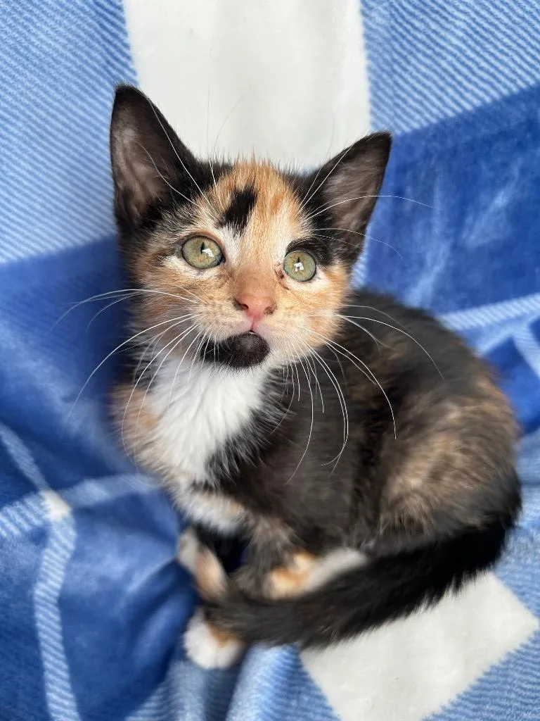 A baby small-sized female Domestic Short Hair cat named Marigold for adoption in Corpus Christi, TX