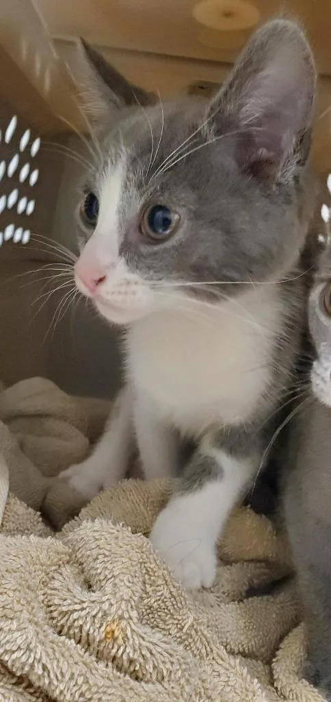 An adult small-sized male Domestic Short Hair cat named Link for adoption in Bloomington, IN