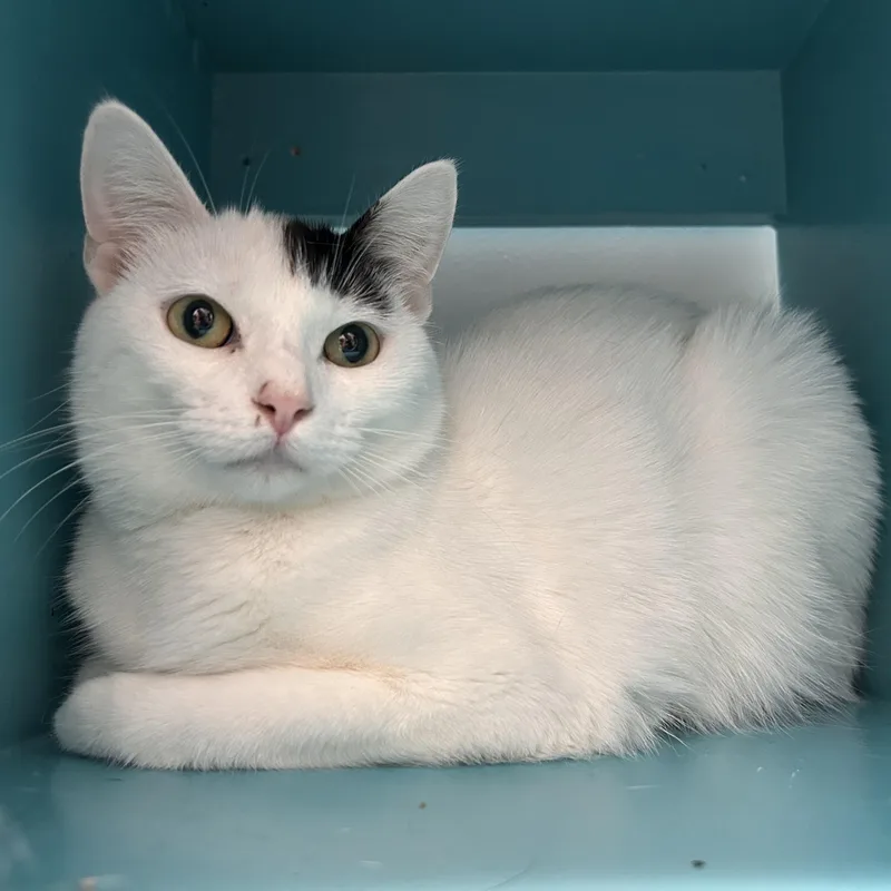 A young medium-sized female White Domestic Short Hair cat named Kira for adoption in Grand Rapids, MI