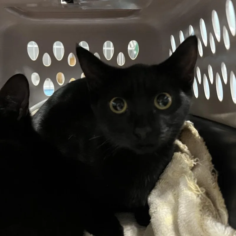 A baby small-sized female Black Domestic Short Hair cat named Peach for adoption in Greensboro, NC