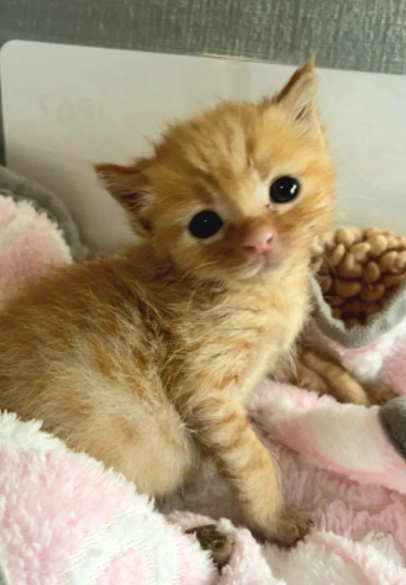 A baby medium-sized female Orange / Red Tabby cat named Zaria for adoption in Campbell, CA
