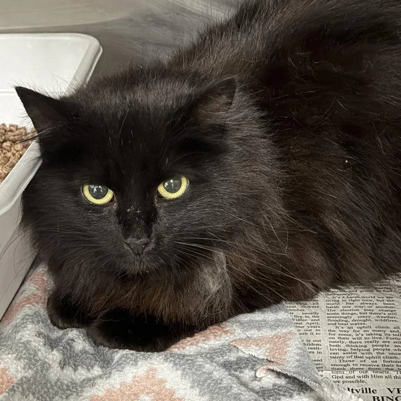 An adult small-sized female Black Domestic Long Hair cat named Kala for adoption in Marion, VA