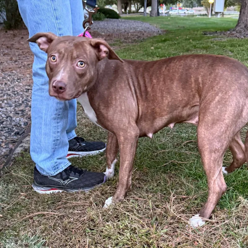 An adult medium-sized female Pit Bull Terrier dog named Story for adoption in Parker, CO