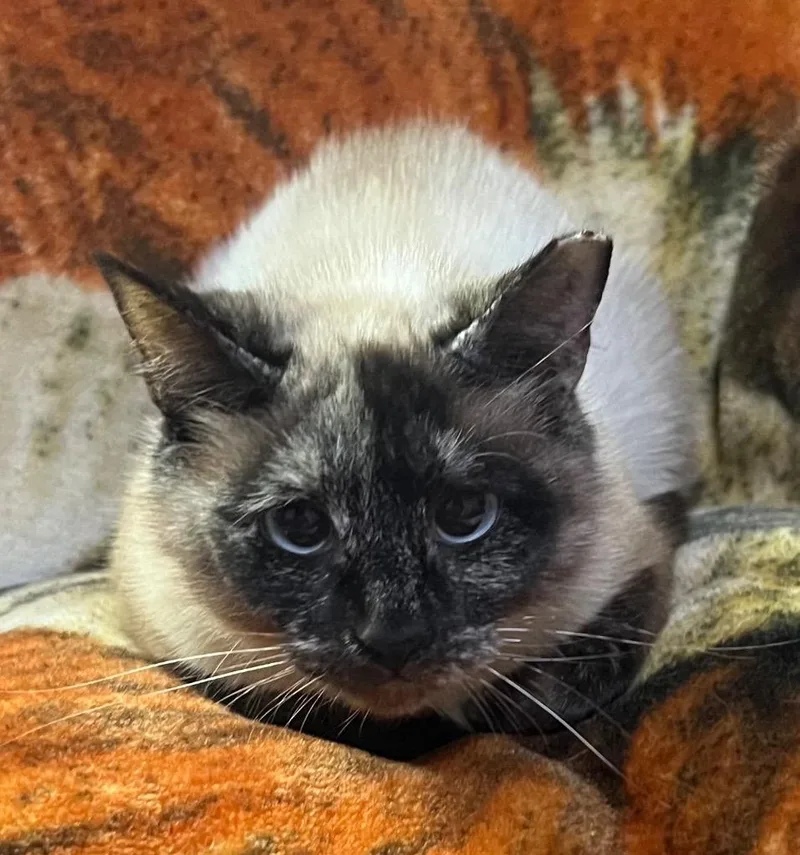 A young medium-sized female Siamese cat named Doritos Locos Taco for adoption in Douglasville, GA