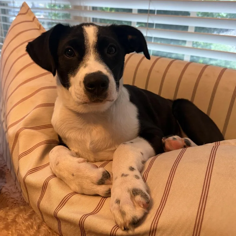 A baby medium-sized male Black Mixed Breed dog named Snoop for adoption in Aberdeen, NC