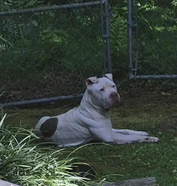 An adult large-sized male Pit Bull Terrier dog named Pen c Bolt for adoption in Lawrenceville, GA