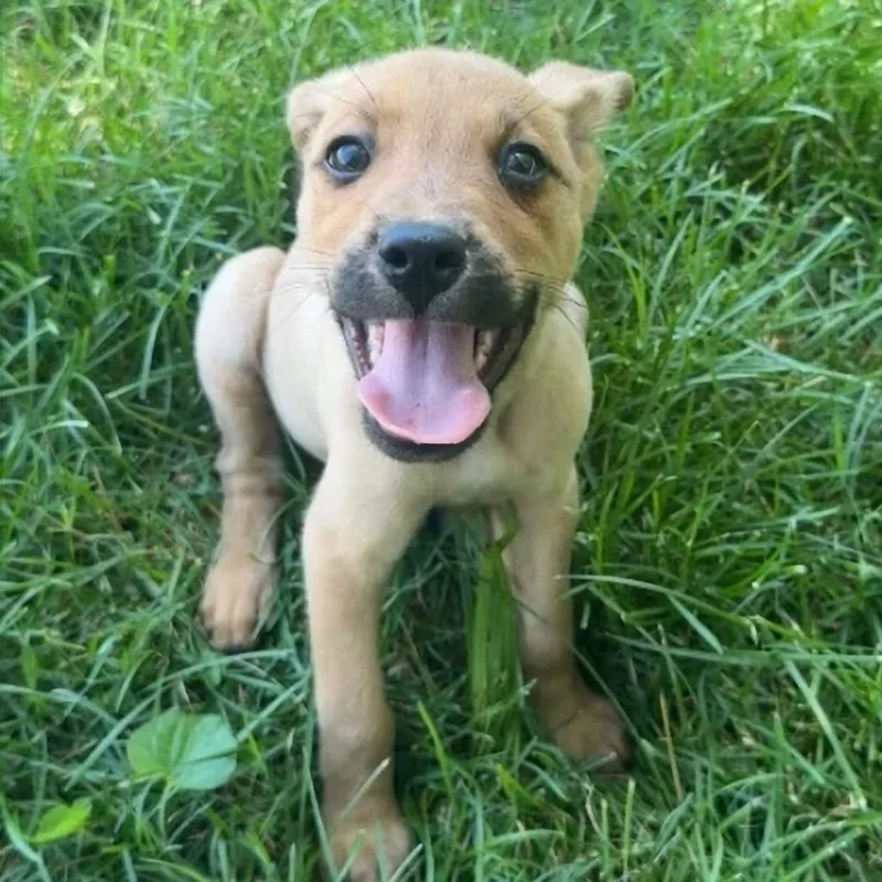 A baby small-sized male Yellow / Tan / Blond / Fawn Australian Shepherd dog named Scooby for adoption in Erie, PA