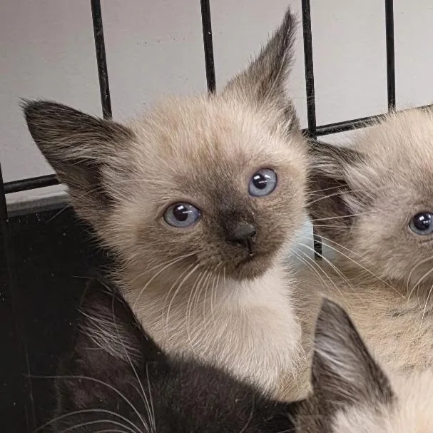 A baby small-sized male Domestic Short Hair cat named Chai for adoption in Canton, NC