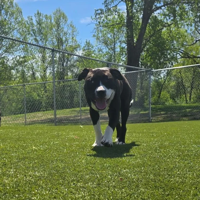 Oreo
