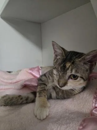 An adult medium-sized female Domestic Short Hair cat named Sunny for adoption in Savannah, GA