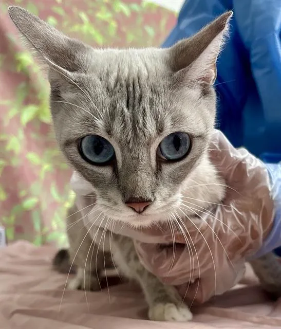 A young medium-sized female Domestic Short Hair cat named Sherbet for adoption in San Antonio, TX