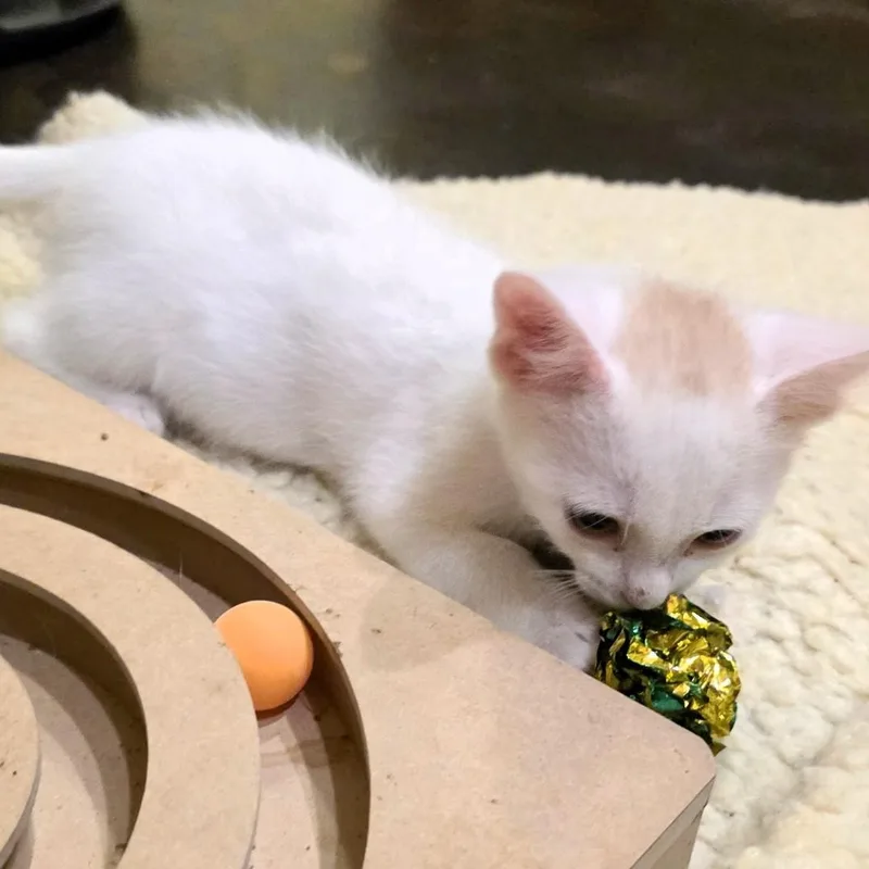 A baby small-sized male Buff & White Domestic Short Hair cat named Lightning McQueen Purcell for adoption in Morrison, CO