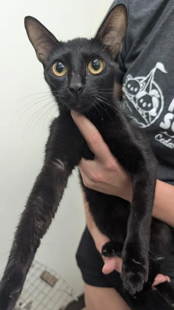 A young medium-sized female Domestic Short Hair cat named Ink for adoption in Seven Points, TX