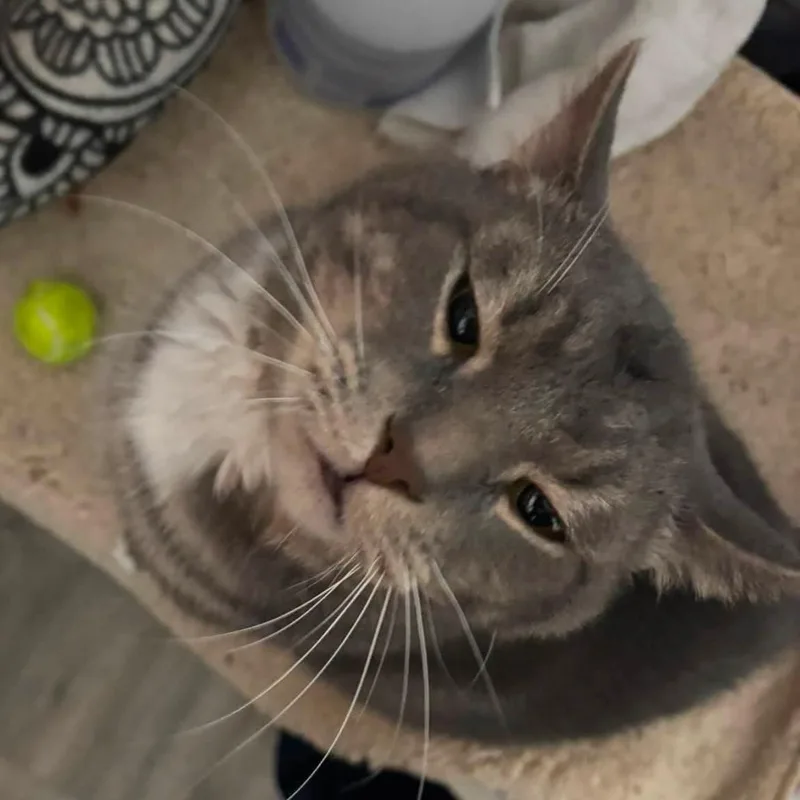 Tommy thumbnail 4