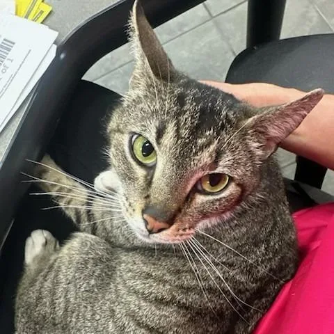 An adult small-sized male Domestic Short Hair cat named Tabby for adoption in Melbourne, KY