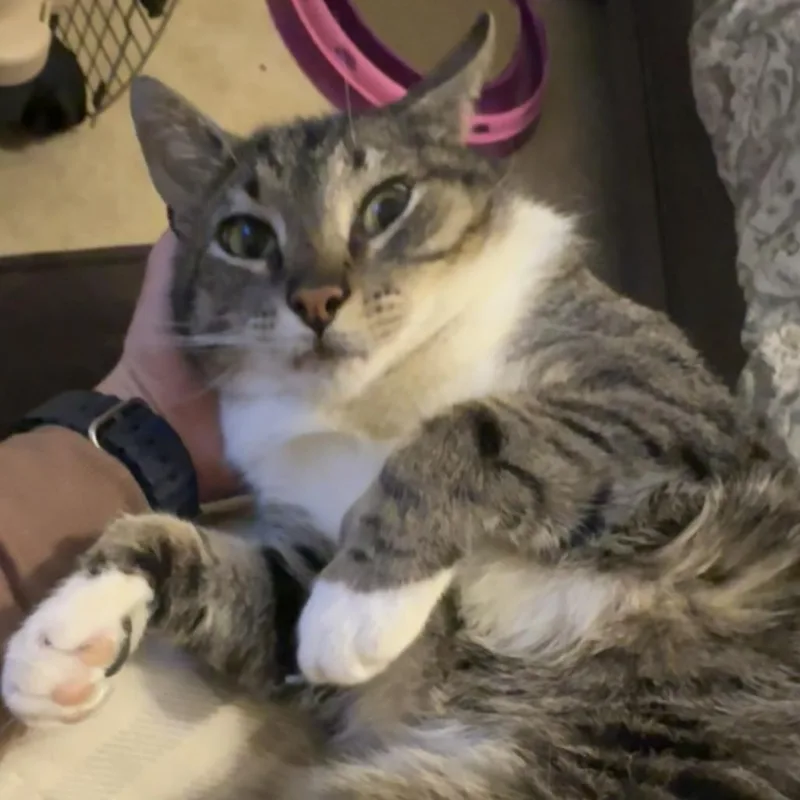 Tabby thumbnail 2