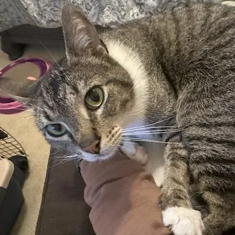 Tabby thumbnail 3