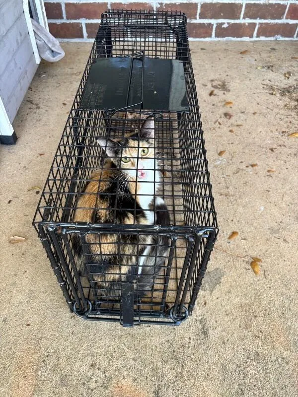 An adult medium-sized female Calico Domestic Short Hair cat named Fern for adoption in Mobile, AL