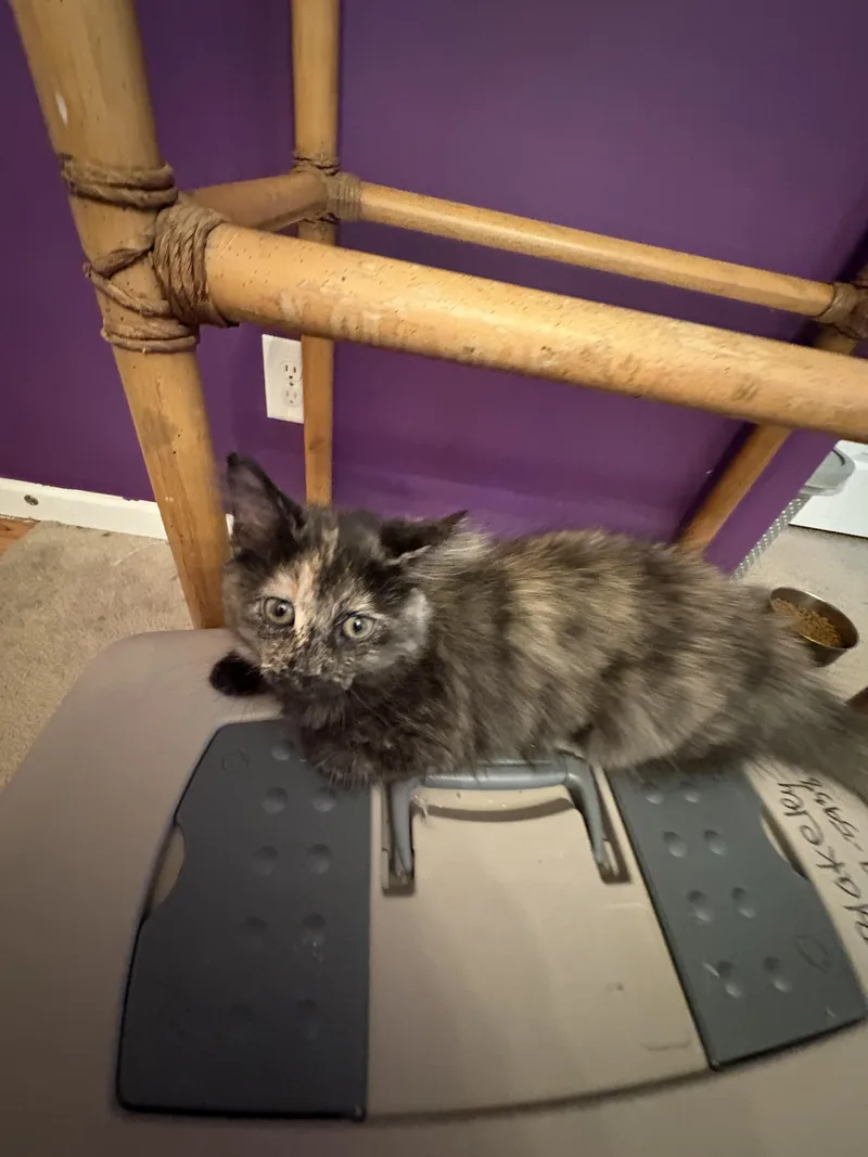 A baby small-sized female Tortoiseshell Domestic Medium Hair cat named Crescendo for adoption in Indianapolis, IN