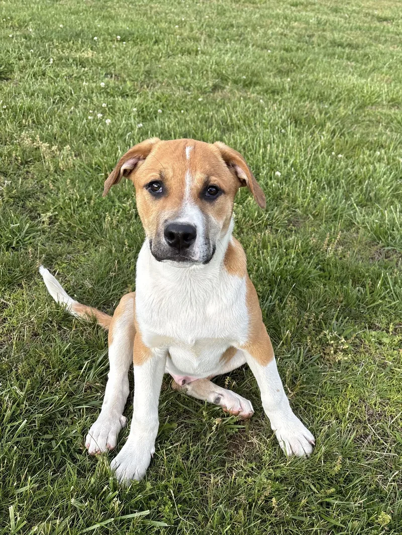 Beau