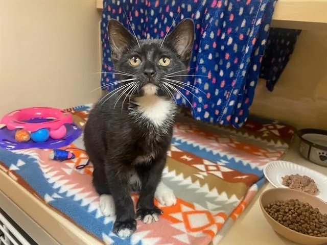 A baby small-sized male Domestic Short Hair cat named Dudley for adoption in Fort Wayne, IN