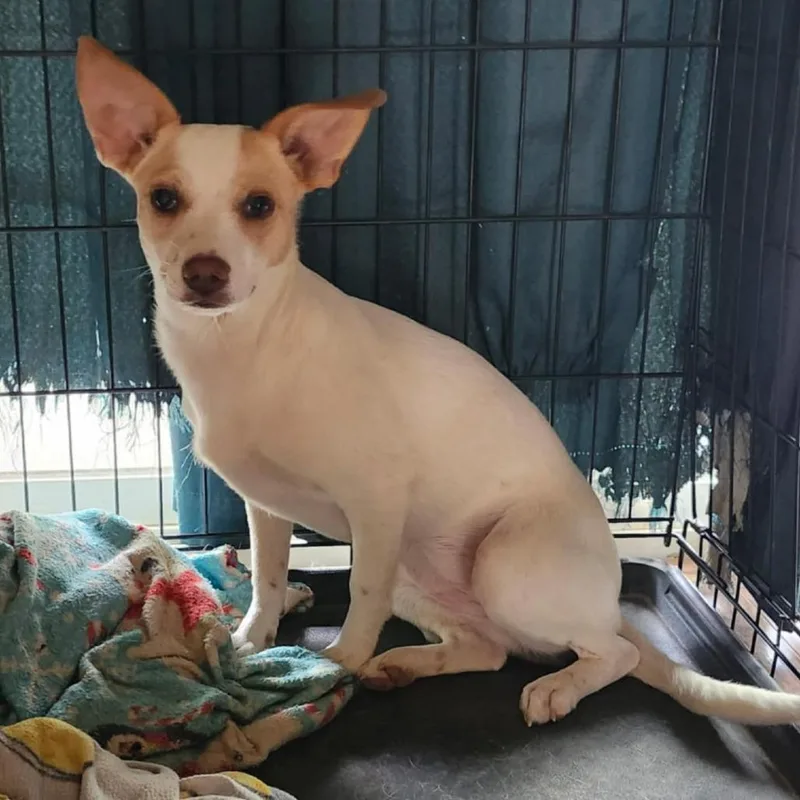 Princess thumbnail 2