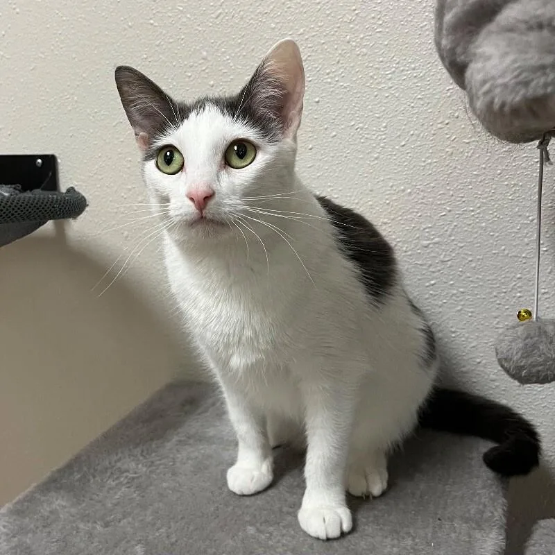 An adult medium-sized female Domestic Short Hair cat named Neyla for adoption in Yankton, SD