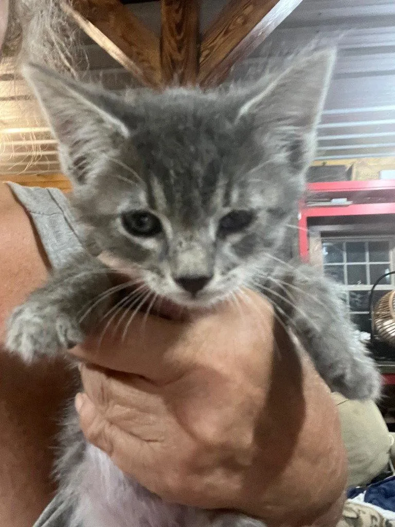 A baby small-sized female Domestic Short Hair cat named Winnie for adoption in Cromwell, KY