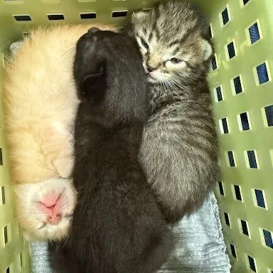 A baby small-sized female Brown / Chocolate Domestic Short Hair cat named Jungle Tiger for adoption in Austin, TX
